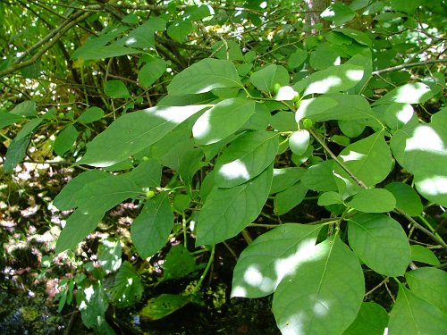 Benzoin Essential Oil